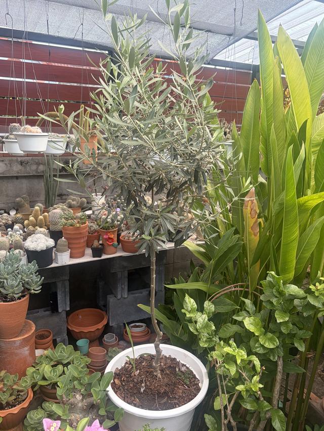 มะกอกโอลีฟสายพันธยุโรป 2