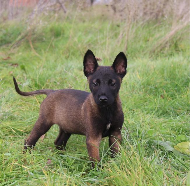 หาบ้านให้น้องหมา Belgian Malinois อายุ 3 เดือน 2