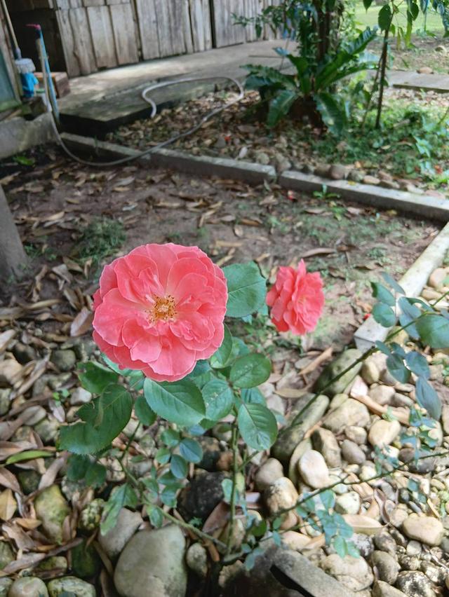 ที่ิดินพร้อมสวนทุเรียน จ.กาญจนบุรี อ.ทองผาภูมิ 17