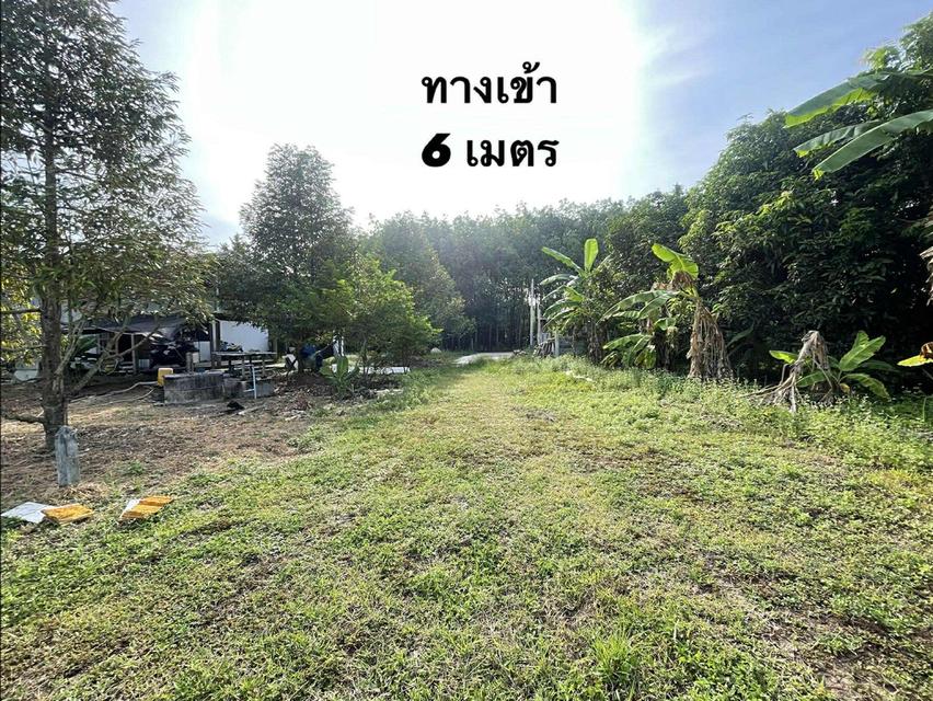 🏡✨ขายที่ดินเปล่าแปลงสวย – พร้อมปลูกบ้าน ทำเลดีใกล้เมืองระยอง✨🏡 2