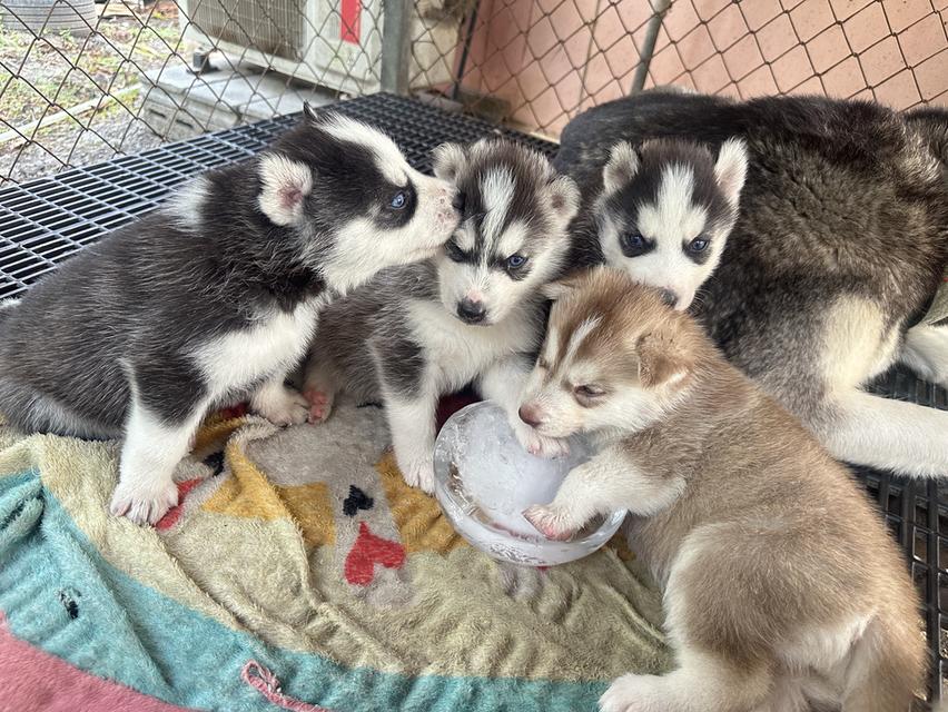 ลูกไซบีเรียสแตนดาร์ดพ่อฮักกี้ค่ะ