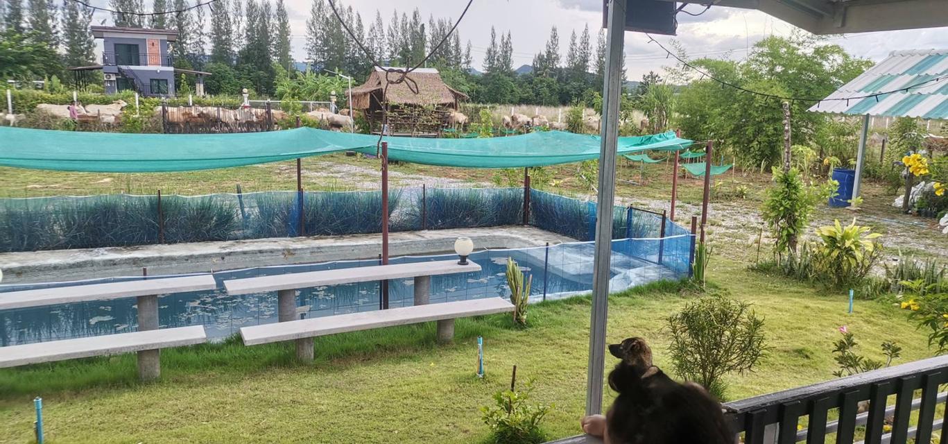 ขายด่วน! บ้านสวนบนเนิน วิวเขาพาโนรามา ติดโครงการชั่งหัวมัน (โฉนดครุฑแดง) 10