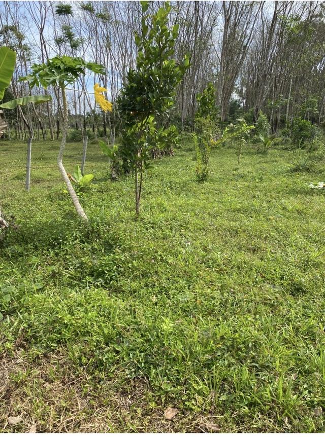 ที่ดินบ้านโพธิ์ จ. ตรัง ขนาด กว้าง 10 เมตร ยาว 90 เมตร 1
