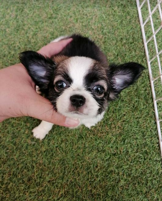 หลุดจอง ชิวาว่าเเท้ขนยาว ช. พร้อมย้าย อัพเดท 16/3/2026 รูปที่ 8