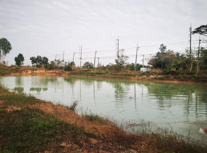 ขายที่ดิน บึงกาฬ สวนยาง+บ่อน้ำ โฉนด ครุฑแดง นส4 จ 5 ไร่กว่า เจ้าของขายเอง 3