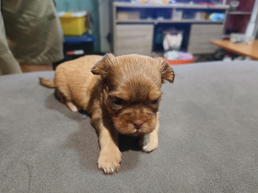 ชิสุห์ทอย 4