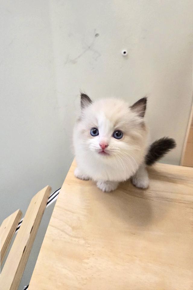 Ragdoll แท้เกรดพรีเมียม นำเข้าจากเกาหลี 🇰🇷 ตาสีฟ้า ขนฟู นิสัยดี พร้อมส่งถึงไทย รูปที่ 4