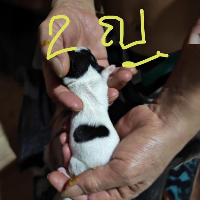 ขายลูกสุนัขชิวาวา (เลี้ยงบ้าน)