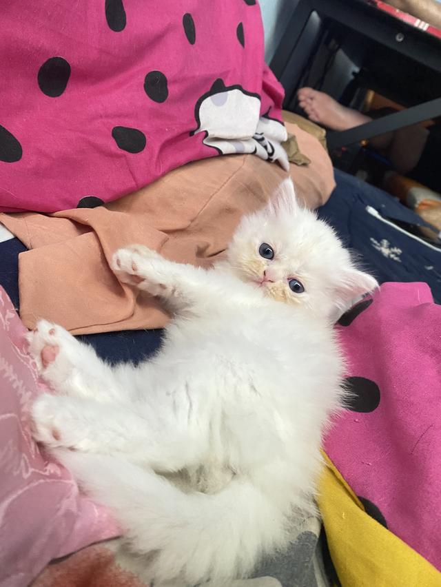 เปิดจอง น้องแมวสก็อตติช