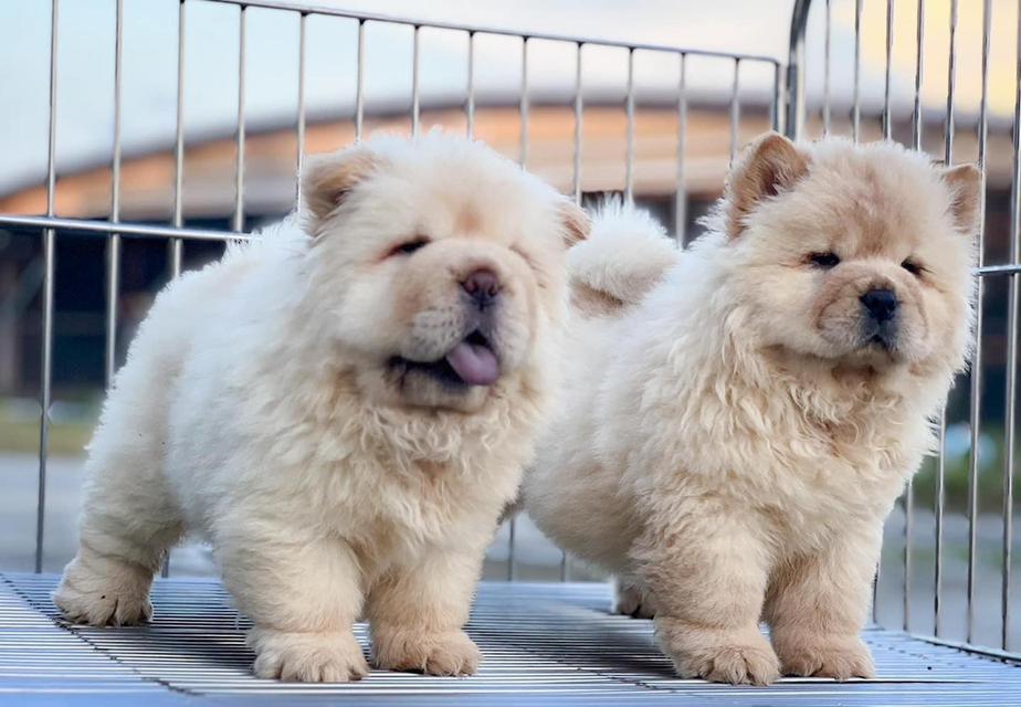 chow chow puppies | WhatsApp me : +66 63 826 3042 รูปที่ 3