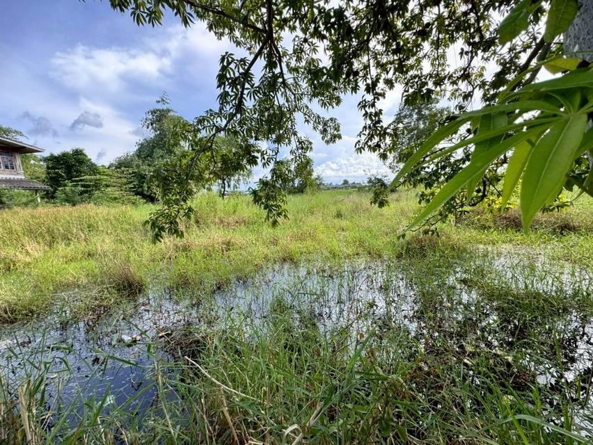 ขายที่ดิน 200 ตารางวา ถ.ประชาสำราญ เข้าซอยเพียง 350 เมตร (N.1862) 6