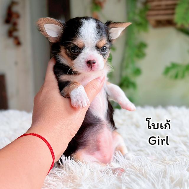 ชิวาวาขนยาวพันธุ์แท้ไซส์เล็ก รูปที่ 6