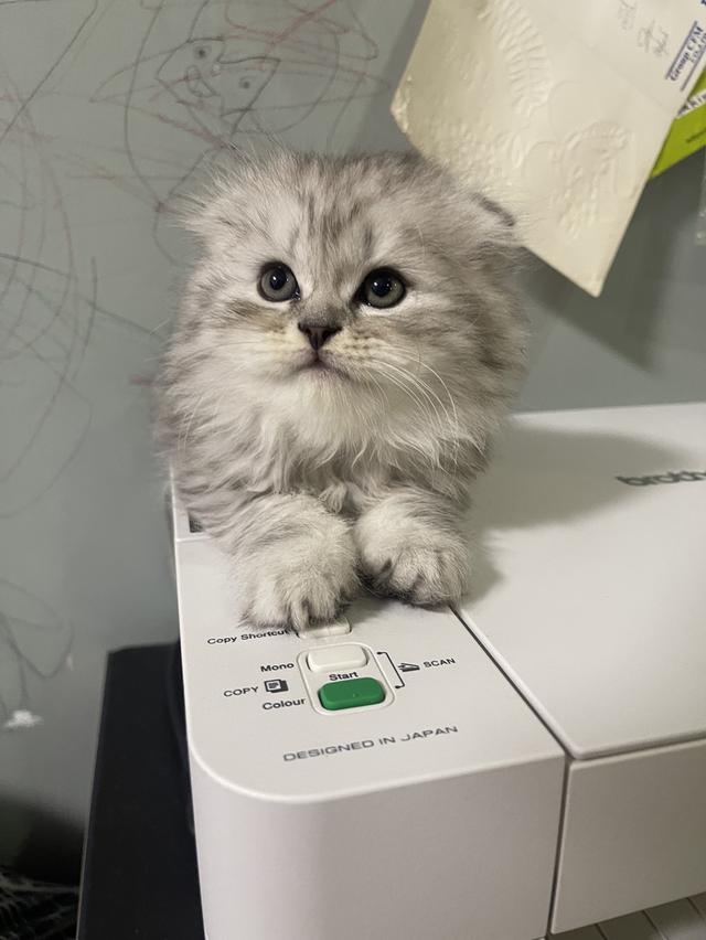 เปิดจองเด็กชาย (สก๊อตติชโฟผสม) รูปที่ 2