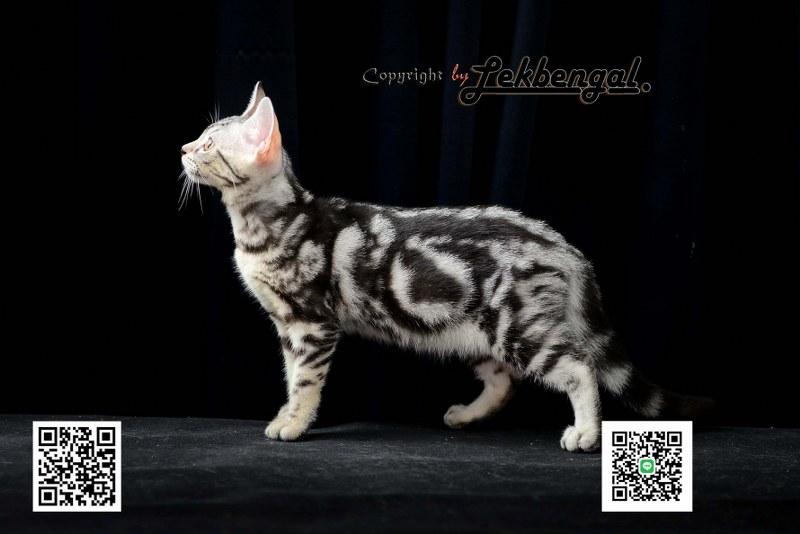 ขายลูกแมว อเมริกันชอตแฮร์ American Shorthair อายุ 2.5 เดือน  4