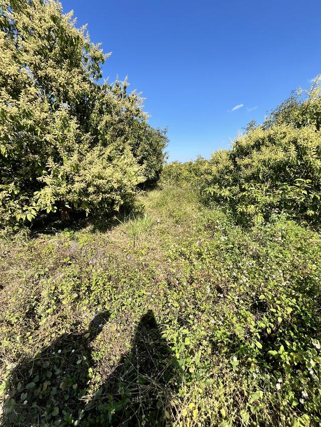 ขายที่ดิน สวนมะม่วงพร้อมให้ผลผลิต 5