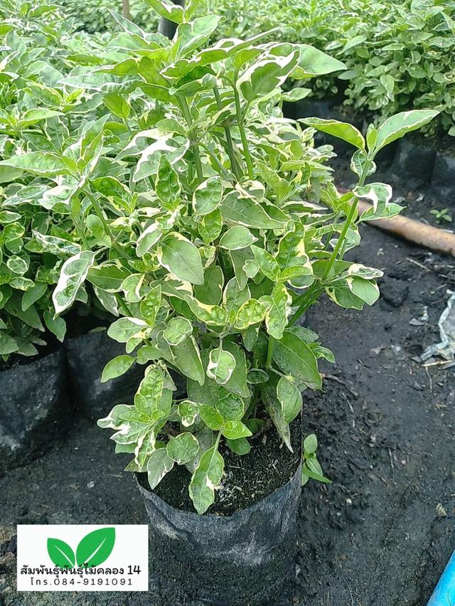 บุษบาด่าง บุษบาฮาวายด่าง