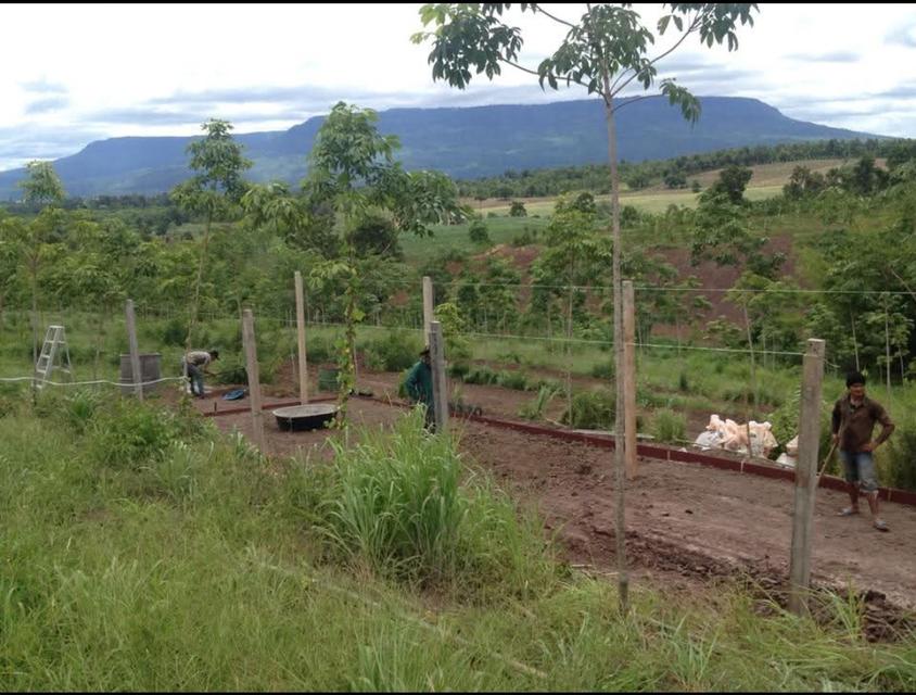 ที่ดินเกษตร สวนยางพารา 2