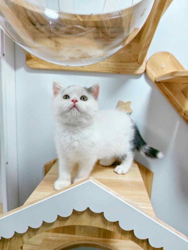 แมวบริติชช๊อตแฮร่