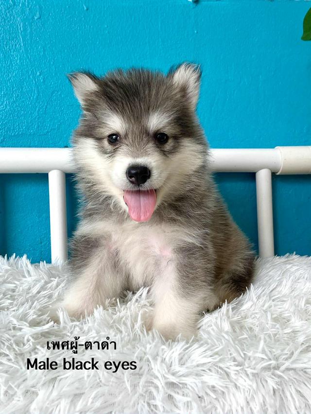 ไซบีเรียเรียนวูดลี่ 6