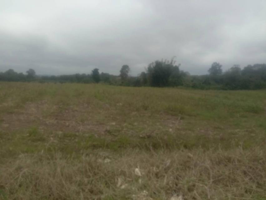 ที่ดินเปล่า 20 ไร่ๆละ 5 แสน แบ่งขายได้ คลองสอง วังน้ำเขียว 12