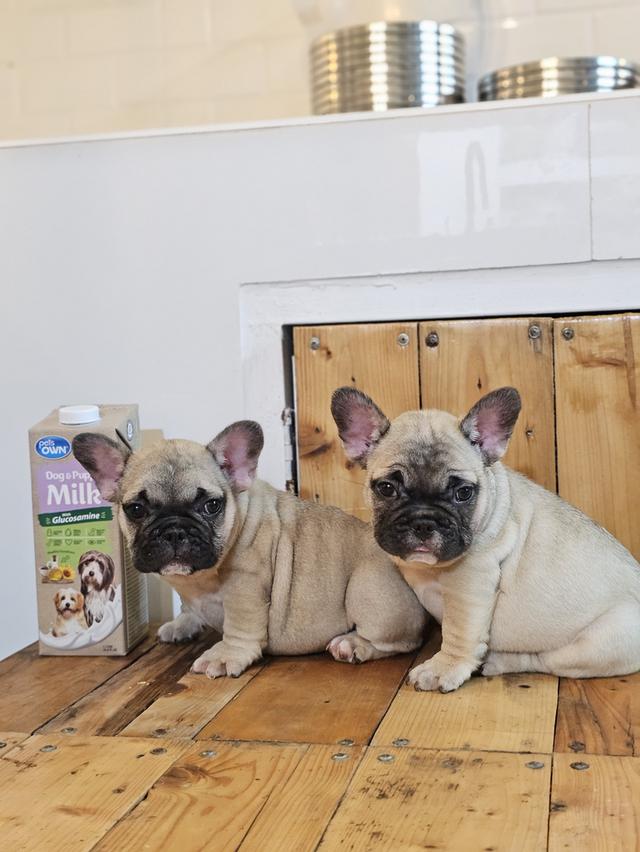 ขายสัตว์เลี้ยง 2