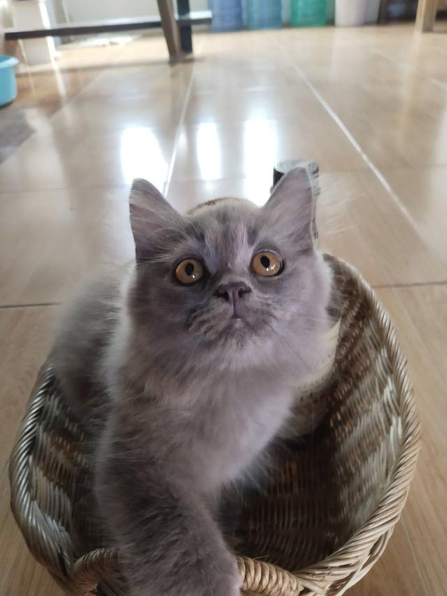 ขายน้องแมวเพศผู้สีบลู
