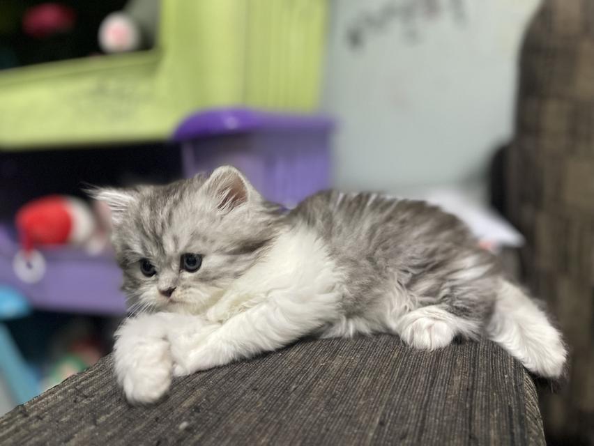 น้องเจ๊ไฝ(เพศเมีย)เกิด19/9/68 13