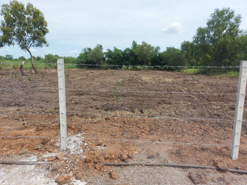 รูป ขายที่ดิน 2 ไร่ คลองหลวง คลองสอง 4