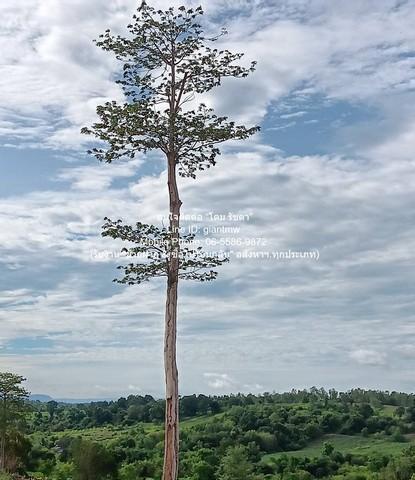 ขายที่ดินบนเนินเขา 10-1-5 ไร่ (ใบอ่อน: ส.ป.ก./สร.5 ก.) วังน้ำเขียว นครราชสีมา ราคา 4,500,000 บาท (โอนฟรี) 2