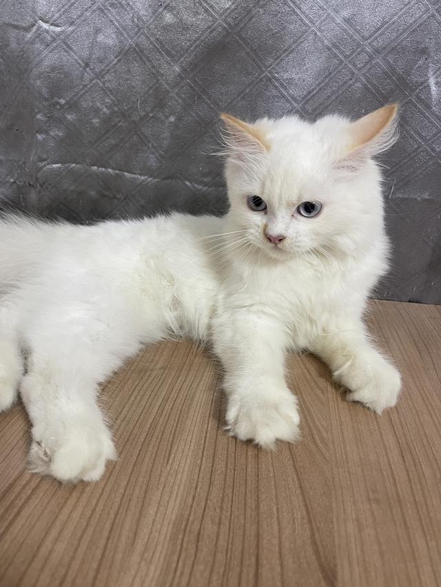 คนขายเลี้ยงเองครับ น้องแมวพันธุ์ อเมริกันเคิร์ลผสมหิมาลายัน เพศชาย ตาสีฟ้า รูปที่ 4