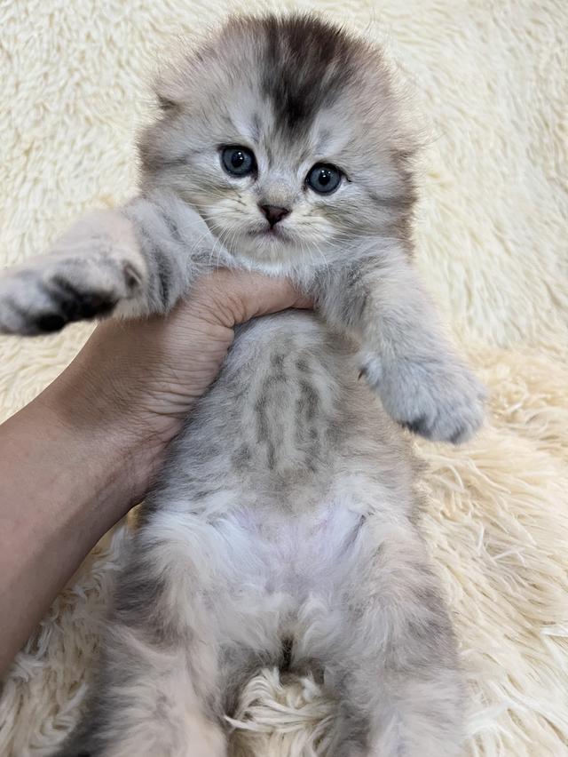 แมว สก๊อตติชขนยาว   🔥🔥🏠🔥