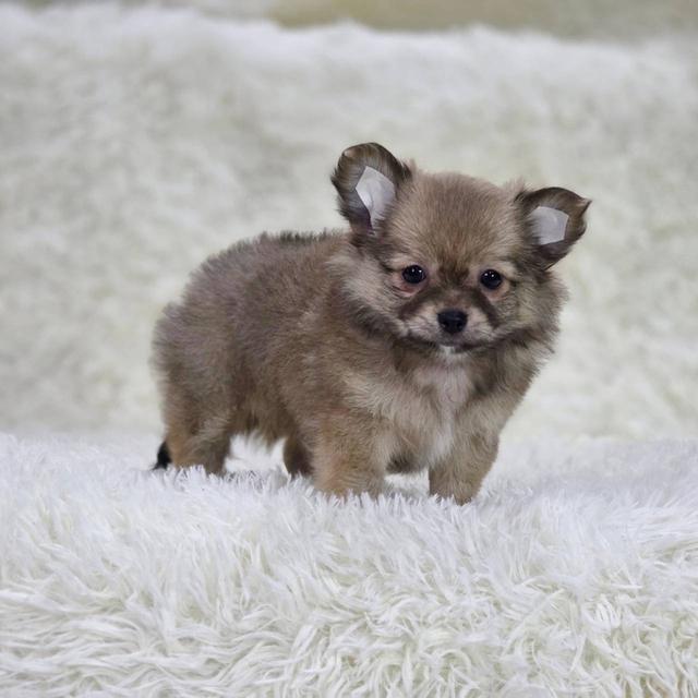 ชิวาวาแท้ขนยาว เพศเมีย พิกัดรามอินทรา