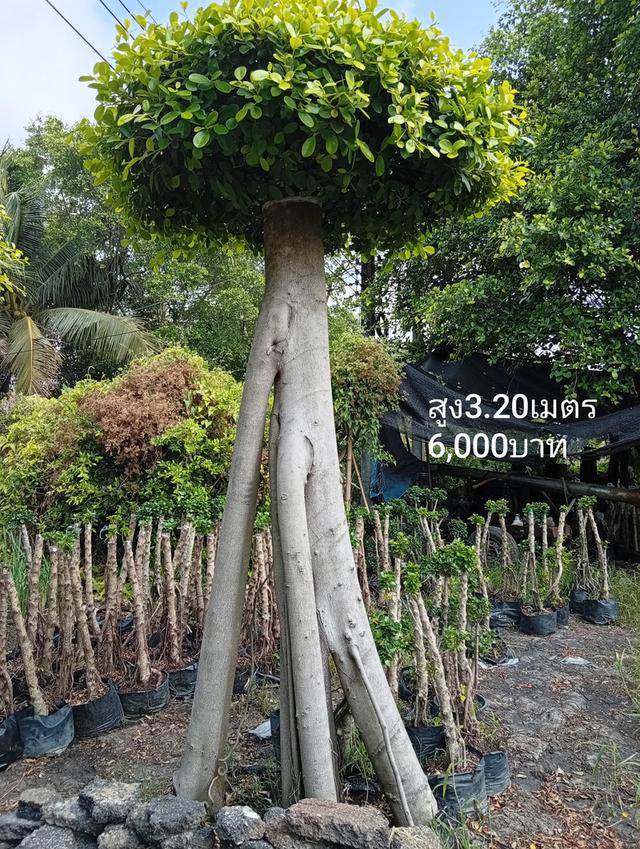 ไทรต่อยอดช้อนเงินช้อนทอง