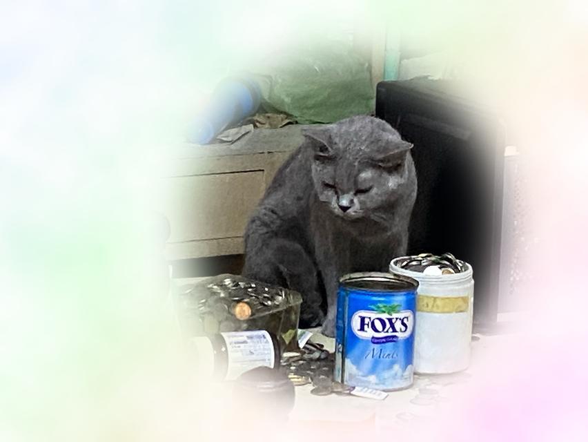 แมวพันธุ์บริติช ช็อตแฮร์