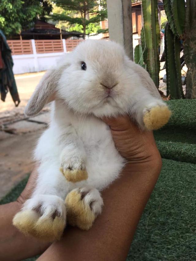 หาบ้านใหม่ให้น้องๆค่ะ Holland Lop 3