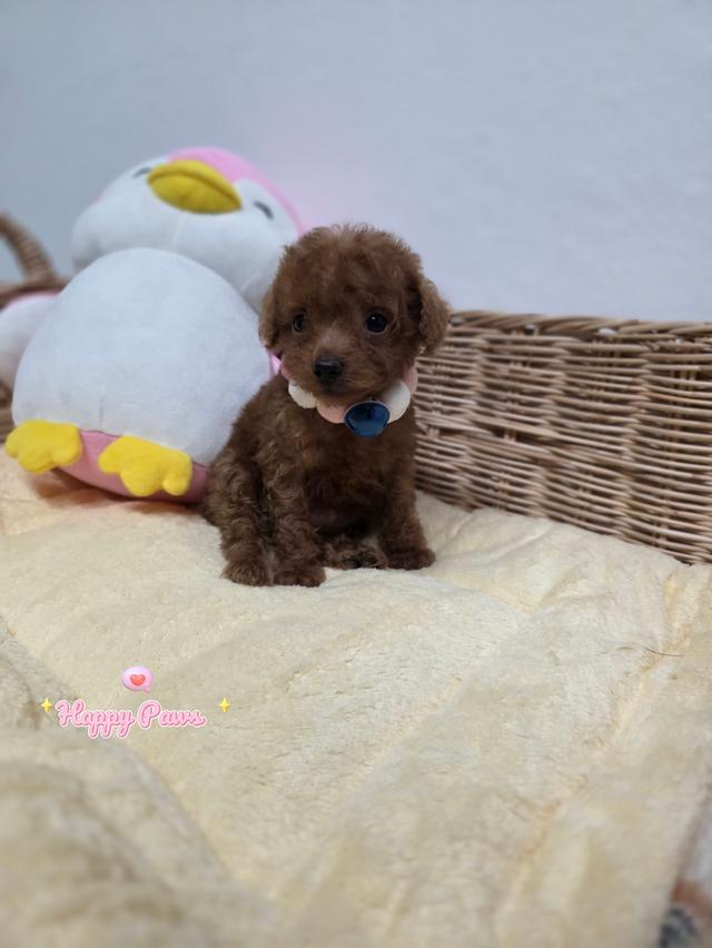 น้องหมาพุดเดิ้ลสีสวยน่ารัก