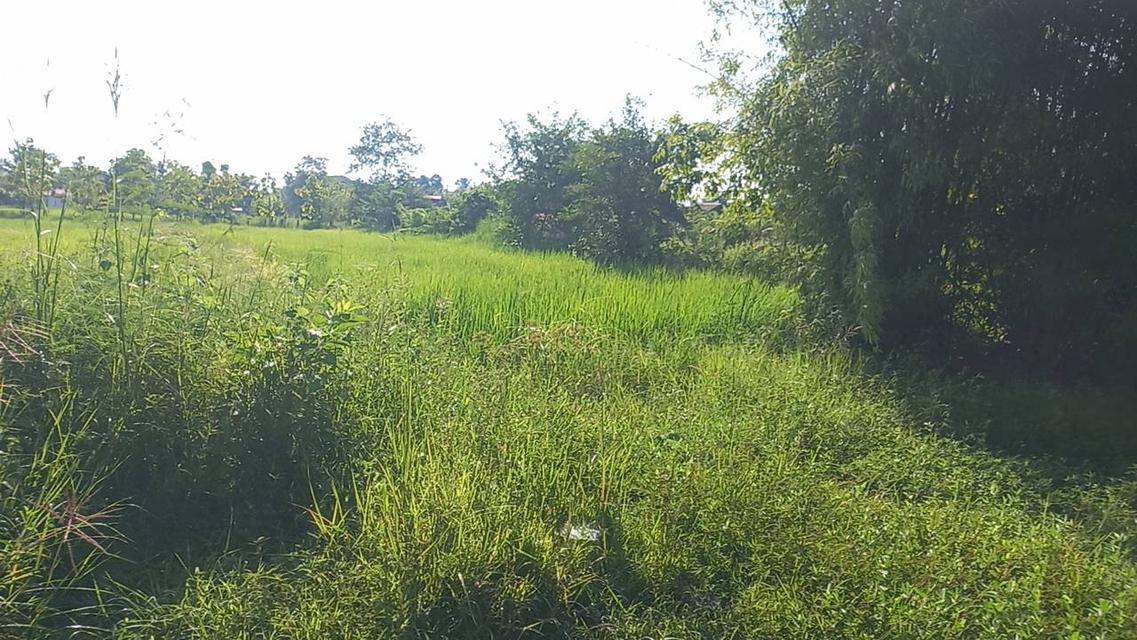 ขายที่นา 7 ไร่ ติดคลองชลประทาน บ้านโสก อ.เจริญศิลป์ สกลนคร 6