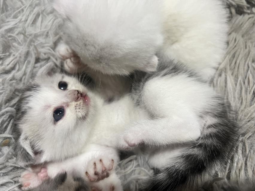 น้องแมว scottish fold ผู้ชายอายุเดือนครึ่ง รูปย่อยที่ 3