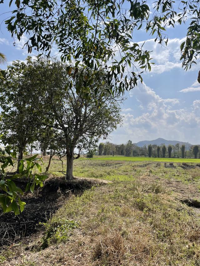 ที่ดินเชียงราย 5 ไร่ 9