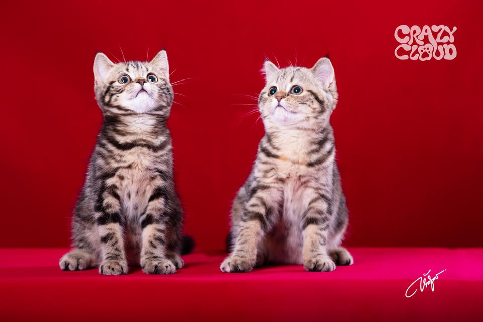 SCOTTISH FOLD หูตั้ง 💗♀︎ Female 2