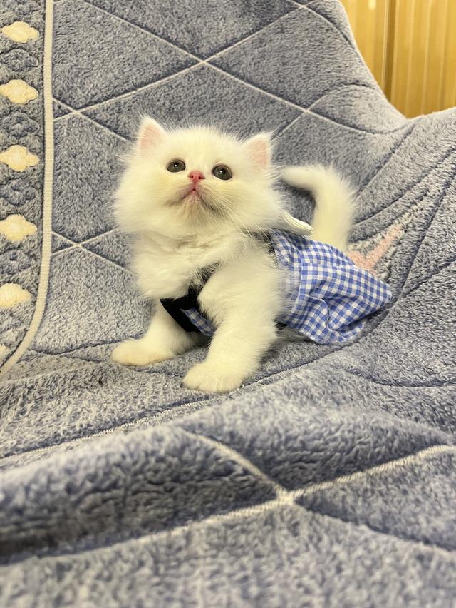แมวเปอร์เซีย แมวสีขาว 10