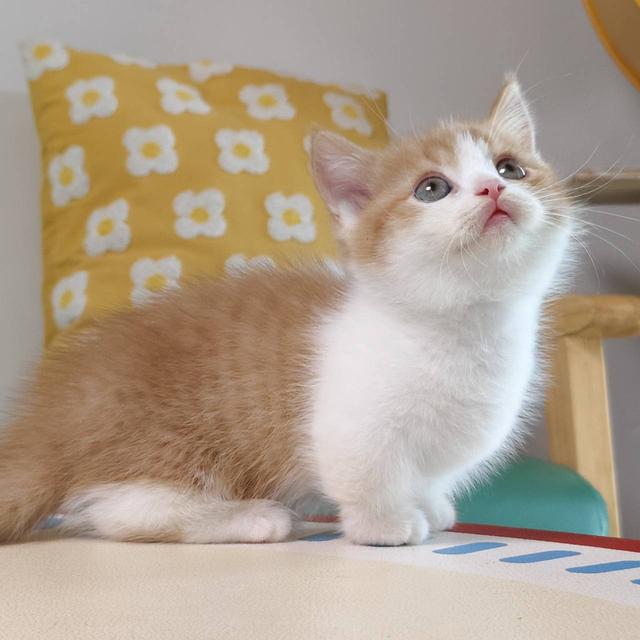 แมวมันช์กิ้น Munchkin short leg Oscat cattery chiangmai รูปที่ 9