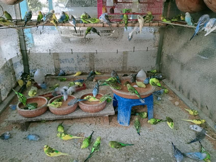 นกหงษ์หยก,นกเลิฟเบิร์ด รูปที่ 2