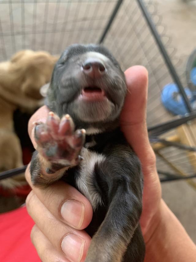 โดเด้นผสมกับลาบาดอร์