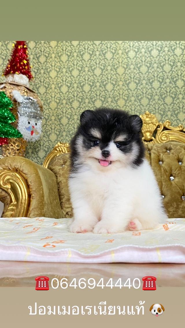 ปอมปอมแท้ อายุ2เดือน ส่วทั่วประเทศ
