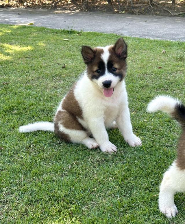 Thai Bangkaew Puppies for sale