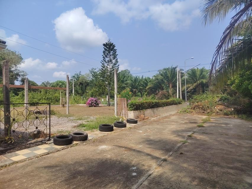 ขายบ้านเดี่ยว #ติดถนนหลัก หลังใหญ่ เนื้อที่ 3 งาน 43 ตรว. 🏠 ม.ซันนี่วิลล์ ซ.วัดประเดิม #เมืองชุมพร 💒 3 ห้องนอน 3 ห้องน้ำ 1ครัว ห้องโถงด้า 10