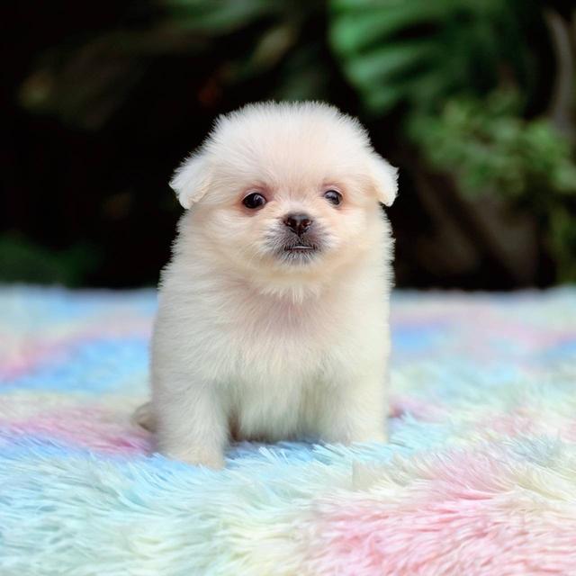 ปอมผสมชิวาวาเพศผู้ 7