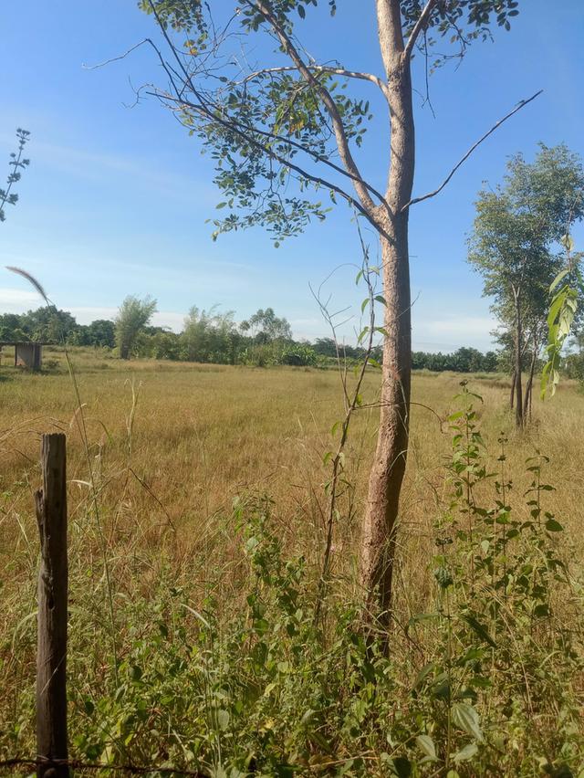 ที่ดินพร้อมสวนปาล์ม14ไร่ 9