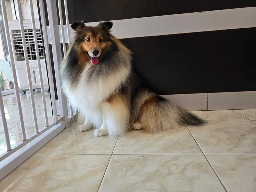 สุนัข Shetland Sheepdog ตัวโต ขนสวย